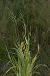 Tapertip cupgrass